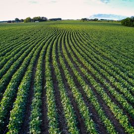 Crop Insurance